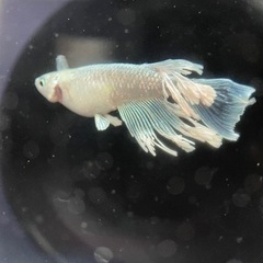 メダカ　ヴェール稚魚の画像