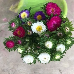 花。咲遅れで今ごろ咲いてます。画像のくらいの量ですの画像