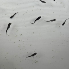 メダカ　サタン稚魚　20匹＋αの画像