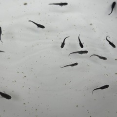 メダカ　サタン稚魚　20匹＋αの画像
