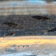 五式typeRブルーアースアイ　ヘテロ　若魚②の画像