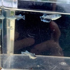 ミッドナイトフリル体外光　若魚の画像