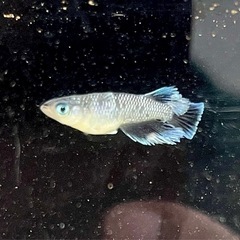 ミッドナイトフリル体外光　若魚の画像