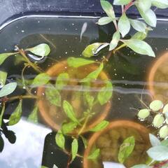 ミックス　メダカ　3匹　＋水草の画像