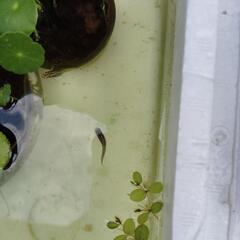 ミックス　メダカ　3匹　＋水草の画像