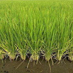 稲作農家を助けたい