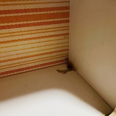 昭和レトロ チェスト 棚の画像