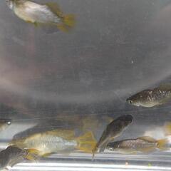 目高【メダカ】西郷メダカ様血統　橙（とう）雄のみ10匹の画像