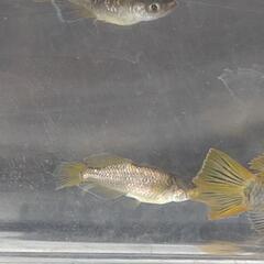 目高【メダカ】西郷メダカ様血統　橙（とう）雄のみ10匹の画像