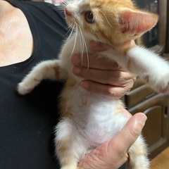 生後2ヶ月のオス子猫