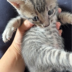 草むらで保護したなっちゃん