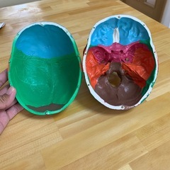 頭蓋模型(カラー)の画像