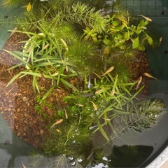 マツモ 水草の画像
