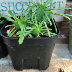 多肉植物　ユーフォルビア　笹蟹丸の画像