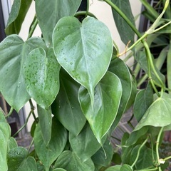 観葉植物　オキシカルジウム　高さ９０センチの画像