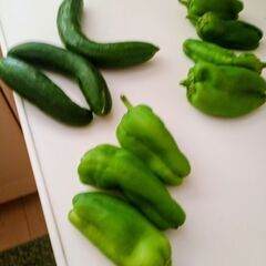 野菜100(🥒きゅうり、ピーマン🫑、茄子、ごうや、カボチャなど）の画像