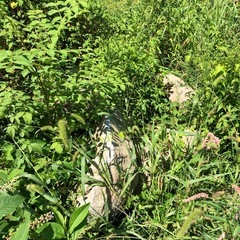 巨大な庭石大量に差し上げます！引き取り限定です。の画像