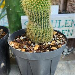サボテン 金昇丸 キンコウマル の画像