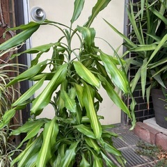 観葉植物　ドラセナ・ジェレ　高さ９５センチの画像