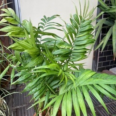 観葉植物　テーブルヤシ　高さ７０センチ
の画像