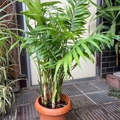 観葉植物　テーブルヤシ　高さ７０センチ
の画像