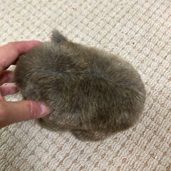 ウォンバットのぬいぐるみを差し上げます。の画像