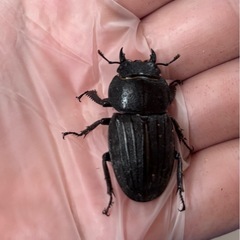 【特価】スジブトヒラタクワガタペアの画像