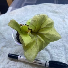 ビカクシダの画像
