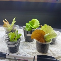 ビカクシダの画像