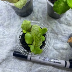 ビカクシダの画像