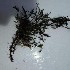水草の画像