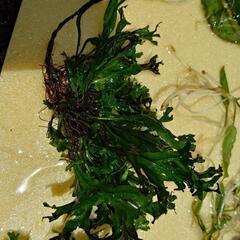 水草の画像