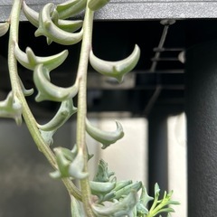 多肉植物🪴ドルフィン・ルビーネックレスの画像