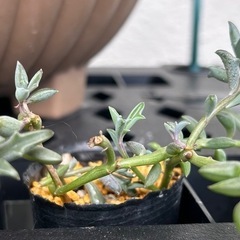 多肉植物🪴ドルフィン・ルビーネックレスの画像