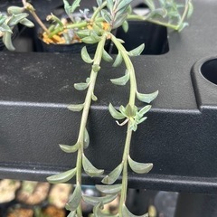 多肉植物🪴ドルフィン・ルビーネックレスの画像