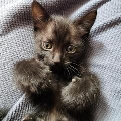 7月産まれ黒猫ちゃん