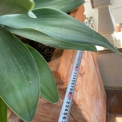 観葉植物🌿アガベ【大】の画像