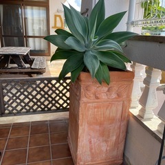 観葉植物🌿アガベ【大】の画像
