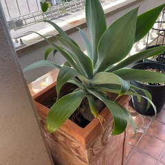 観葉植物🌿アガベ【大】の画像