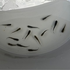 メダカ　ブラックダイヤヒレ長　若魚❗️ １３匹❗️ めだかの画像