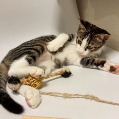 キジ白　子猫　甘えん坊