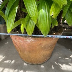 観葉植物🌿カンノンチク【特大】の画像