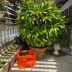 観葉植物🌿カンノンチク【特大】の画像