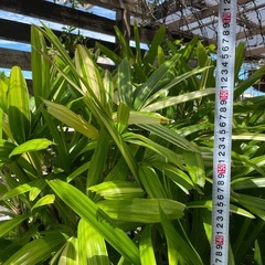 観葉植物🌿カンノンチク【特大】の画像