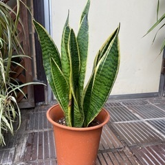 観葉植物　サンセベリア　高さ５５センチの画像