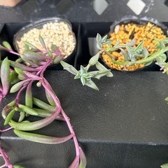 多肉植物🪴ドルフィン・ルビーネックレスの画像