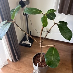 値下げ可能✨観葉植物 アフリカンプリンス✨ おしゃれなインテリアグリーンの画像