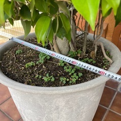 観葉植物🌿ベンジャミン【特大】の画像