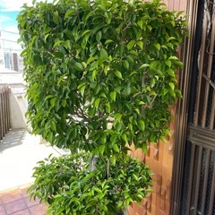 観葉植物🌿ベンジャミン【特大】の画像