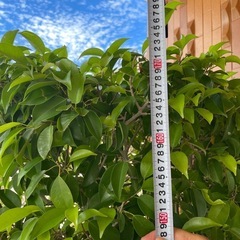 観葉植物🌿ベンジャミン【特大】の画像